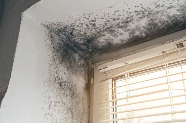 Affordable Attic Mold Remediation solutions in Windsor, VA