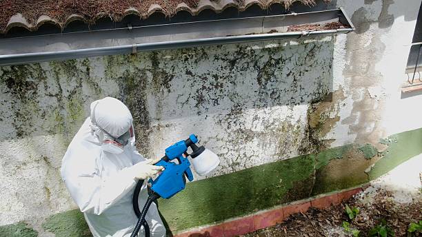 Top rated local Attic Mold Remediation specialists in Windsor, VA